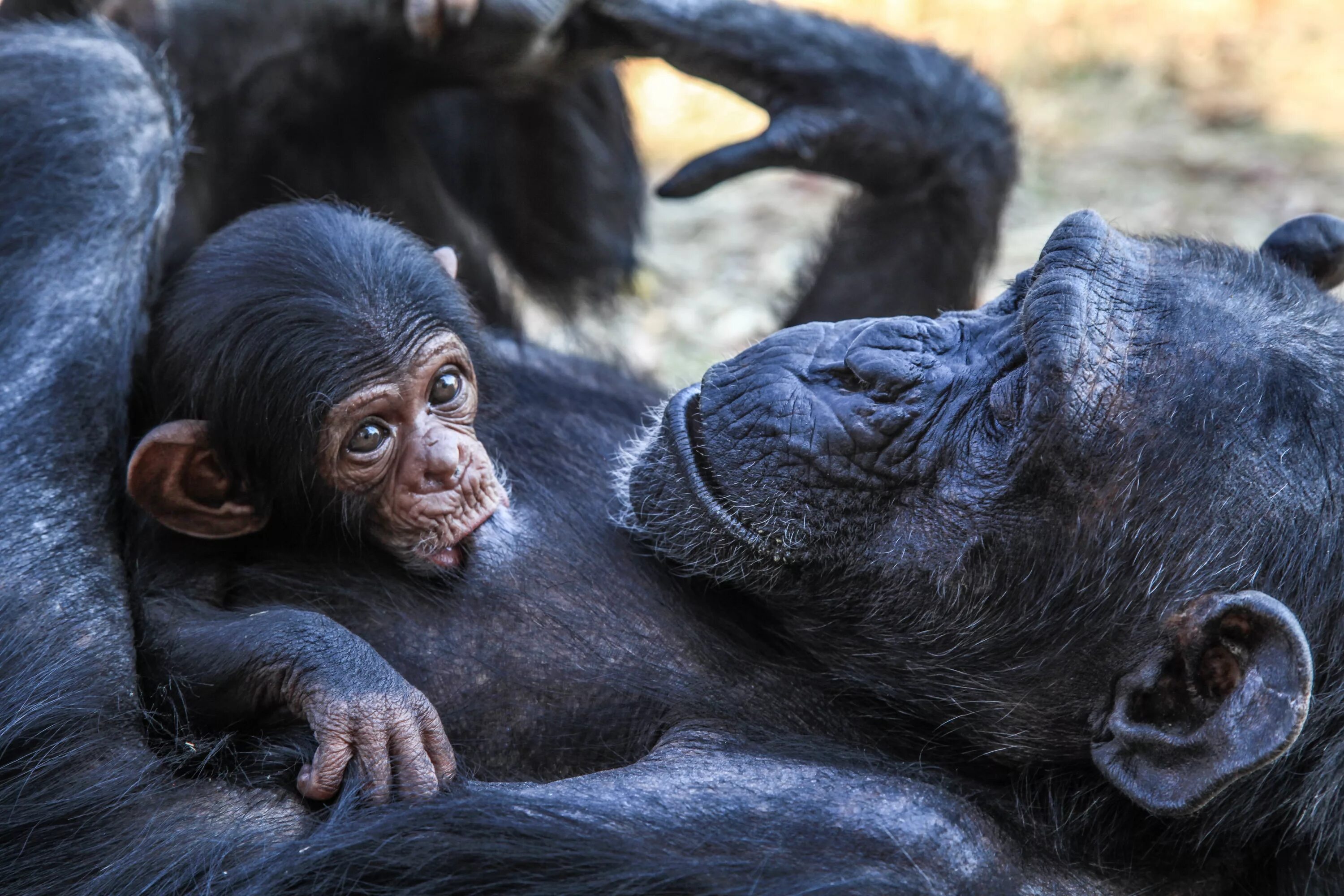 Обезьяны 1 класс. Бонобо обезьяна. Обезьяна бонобо и Детеныши. Обезьяны в Африке. Черномордый шимпанзе.