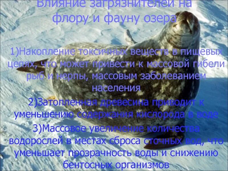 Схема влияния человека. Влияние человека на флору. Влияние человека на флору и фауну. Влияние на флору и фауну. Как человек влияет на животных.