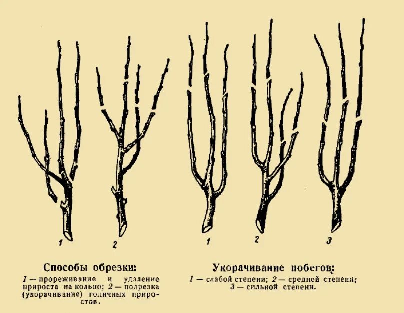 Схема обрезки яблони весной. Схема подрезки груши весной. Схема обрезки колоновидной яблони. Обрезка плодовых деревьев яблонь.