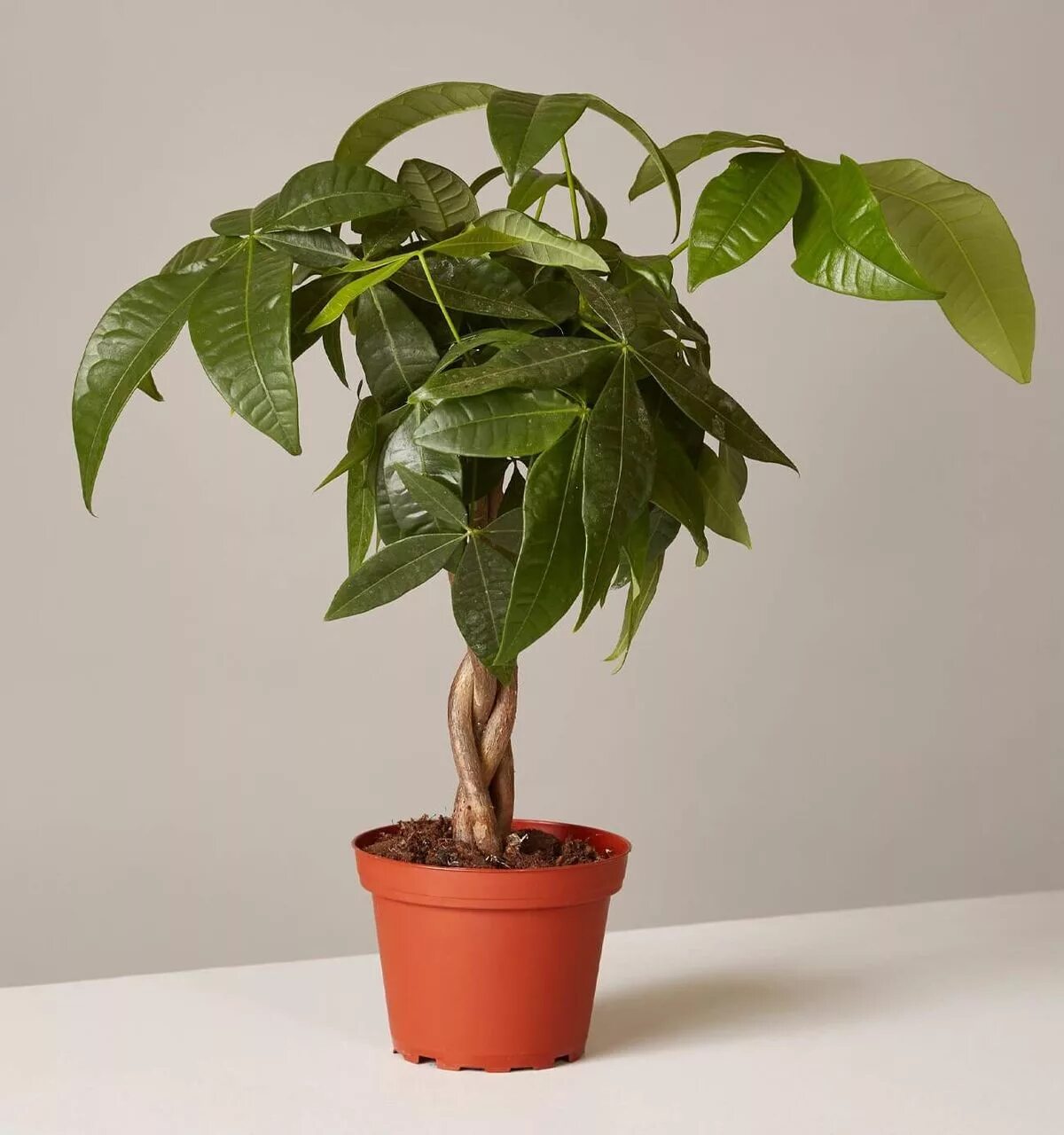 Авокадо дерево. Росток авокадо из косточки. Авокадо пальма. Авокадо дерево. Растение из косточки авокадо.