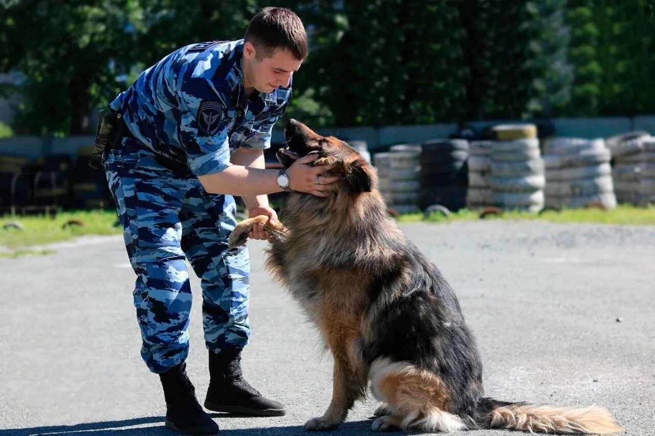 Помощь кинолога