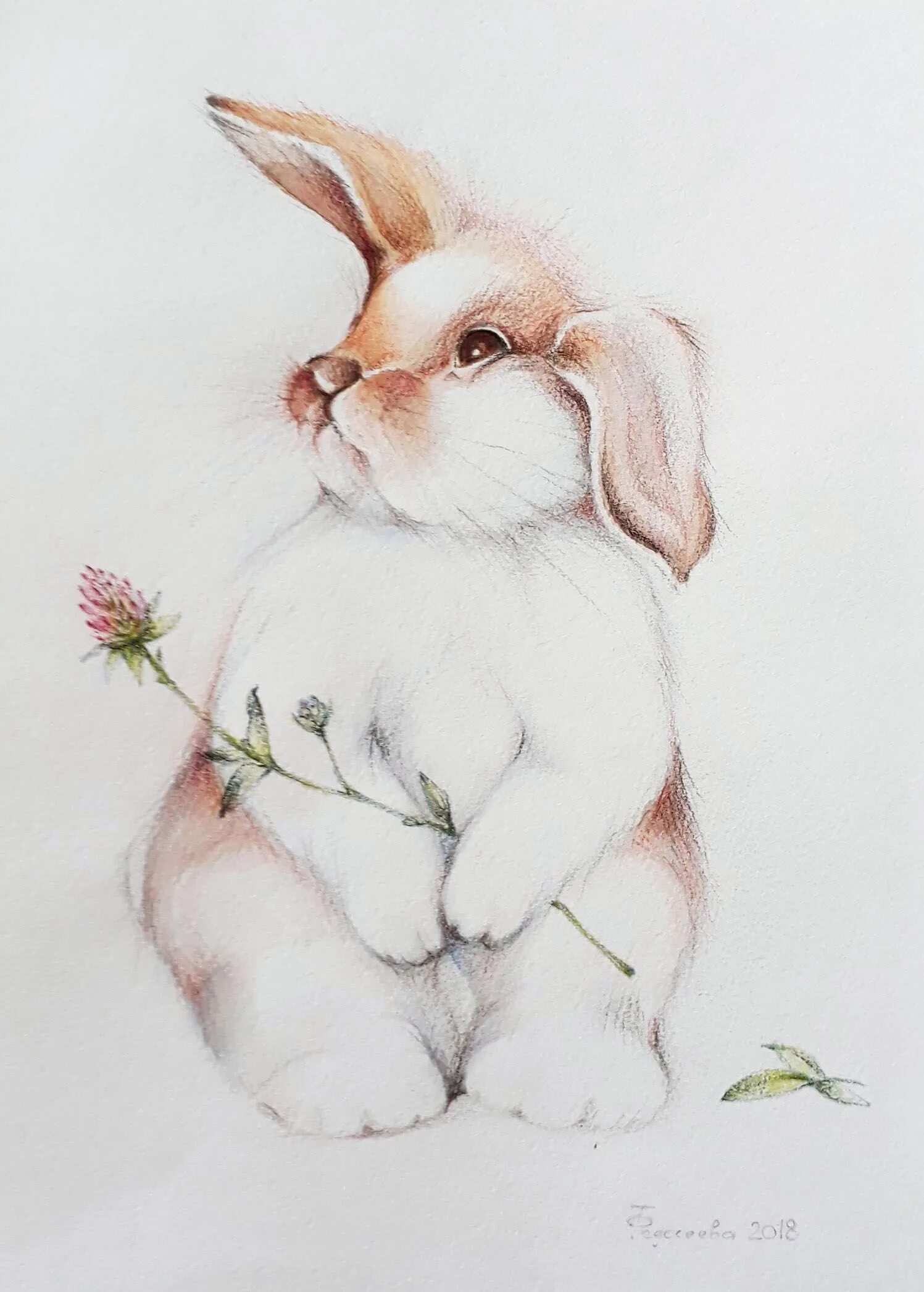 заяц цветными карандашами. разноцветный заяц. зайчик цветными карандашами. кролик цветными карандашами. кролик для рисования.