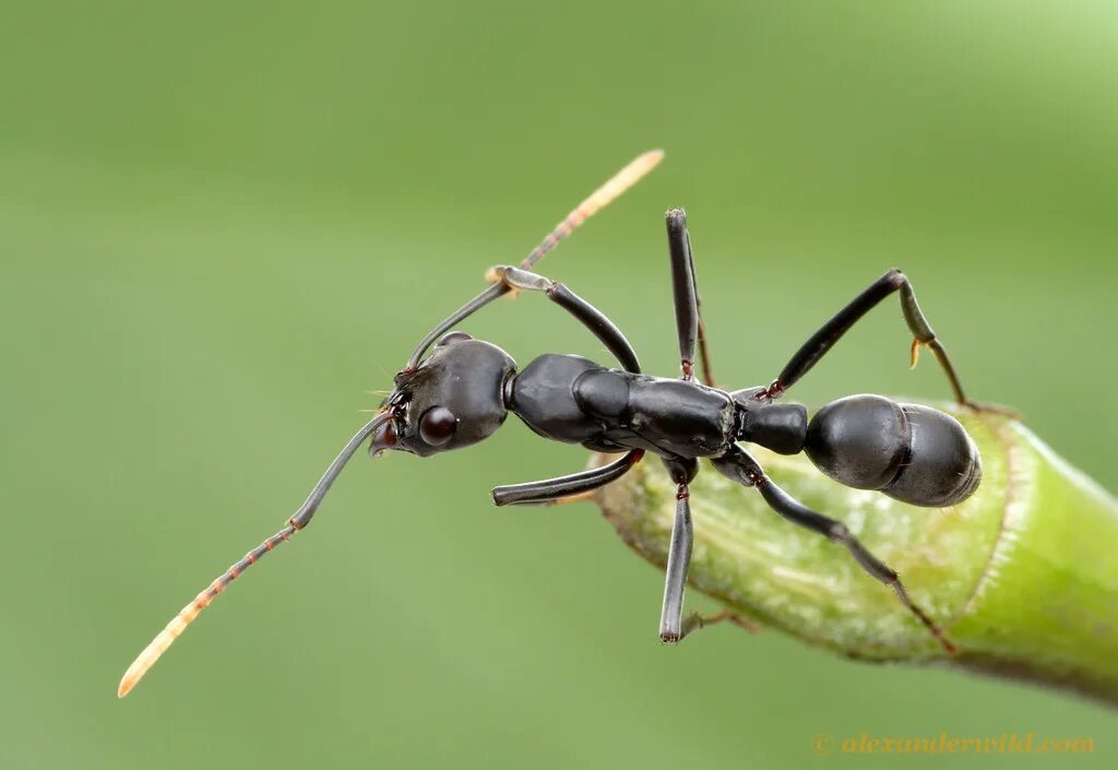 Neoponera apicalis. Муравьиный богомол. Богомол литургуза краторум. Муравей богомол.