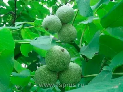 Орех плодоносит