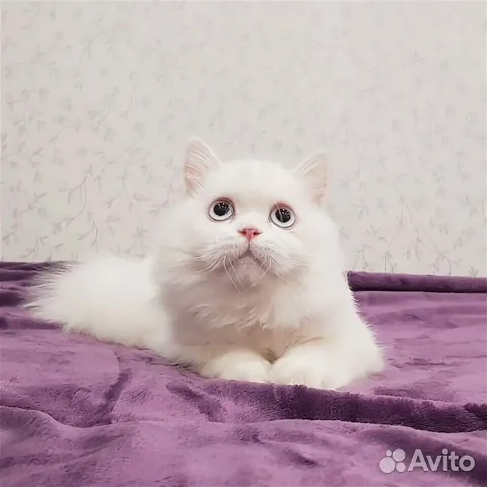 Тони старк котик. Тони старк и пес. Кот тони. Неко тони старк. Тони старк фурри.