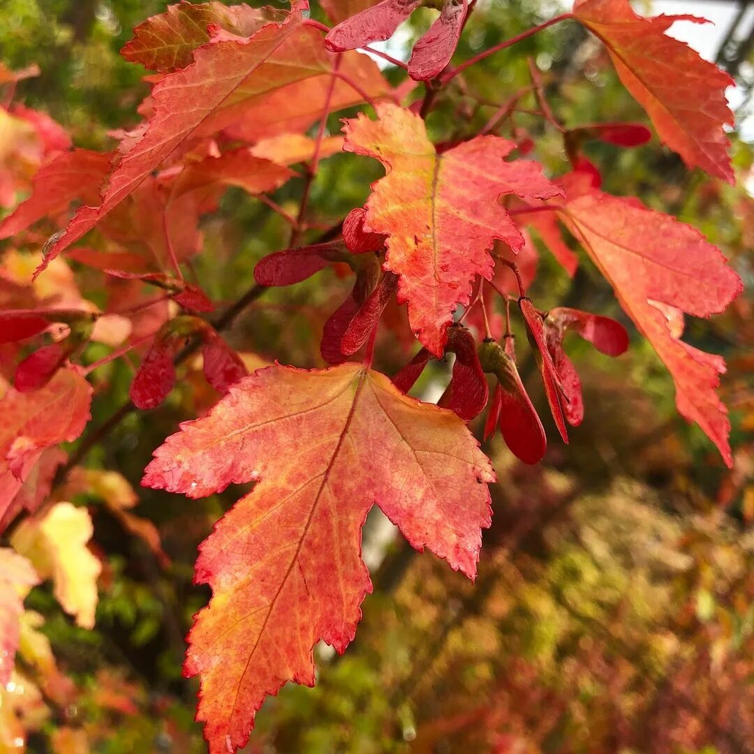 Приречный) acer ginnala. Клен гиннала acer ginnala. Клен гиннала листья. Клен приречный гиннала высота 3м. Клен гиннала acer ginnala.