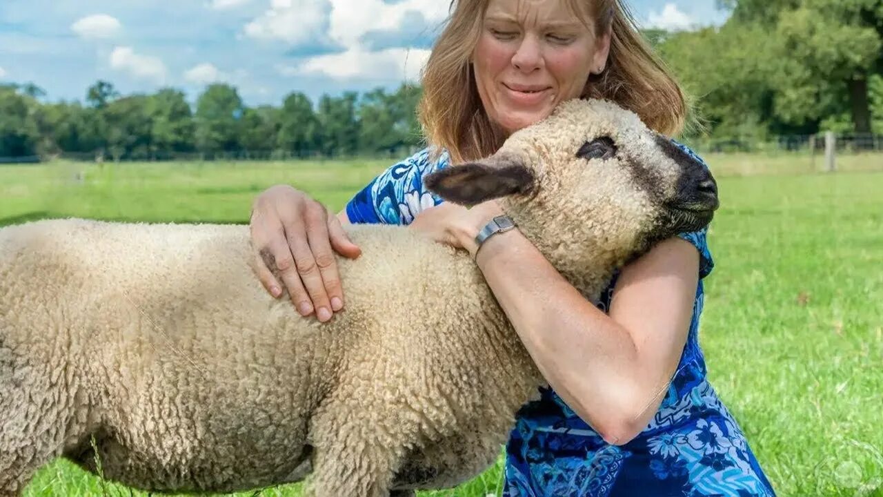 Many animal owners. Обнимает овечку. Барашки обнимаются. Человек обнимает овцу. Женщина овца.