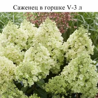 Пандрия