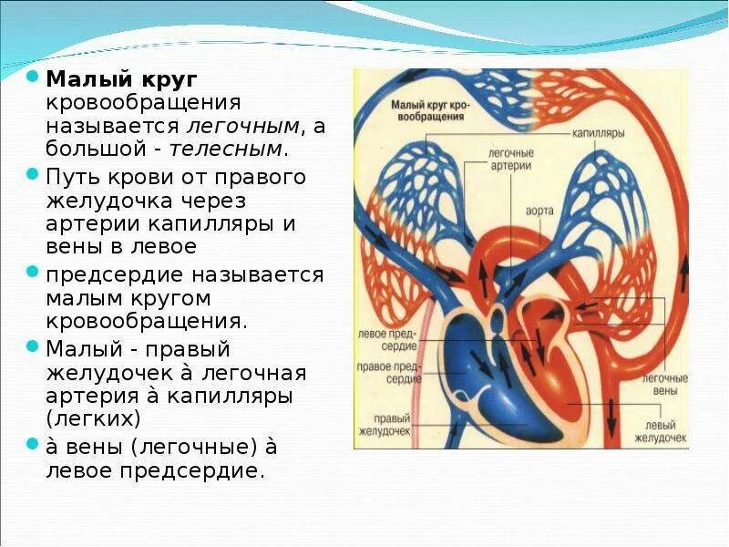 Какие изменения происходят в малом круге кровообращения. Полая вена малый круг кровообращения. легочная вена круг кровообращения. малый круг кровообращения путь крови круг. бкк круг кровообращения.