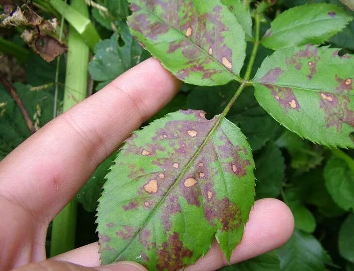 Септориоз роз. Ожоги листьев. Ожоги листьев. Ржавчина , пятнистость, мучнистая роса. Монилиоз груши листья.