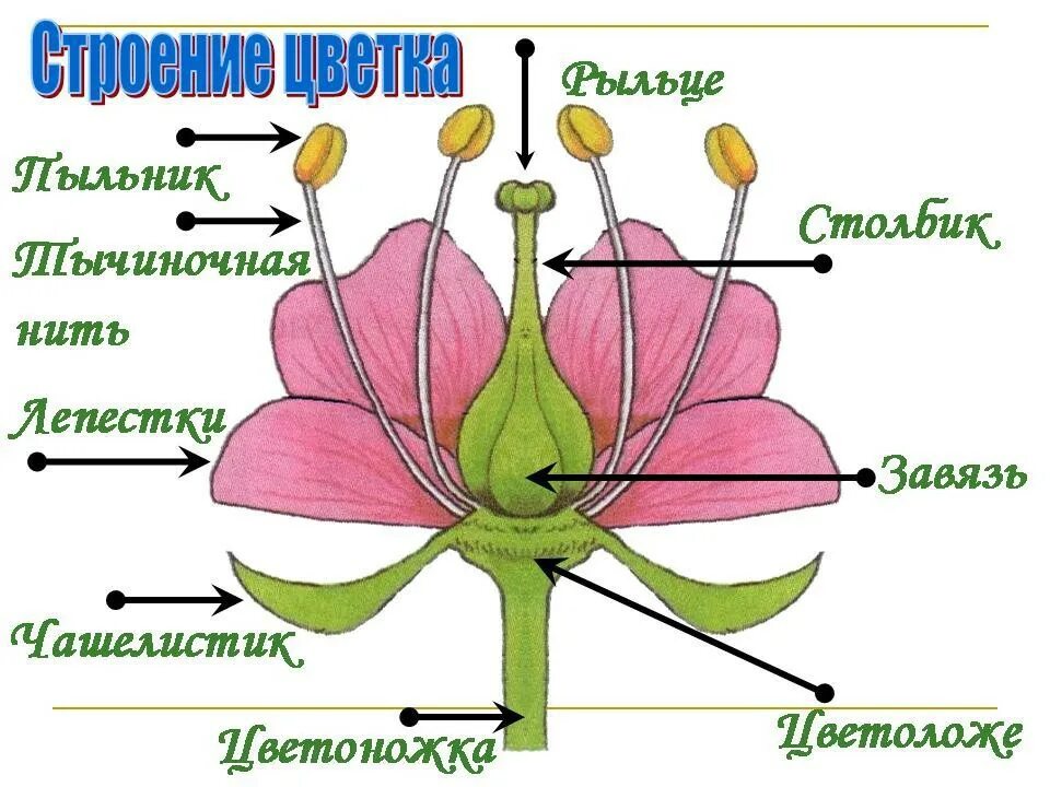 3 тычинка состоит из