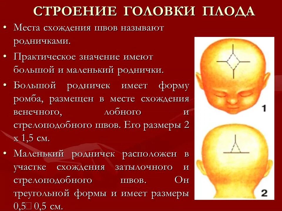 Швы большого родничка. Роднички головки плода Акушерство. Размеры головки плода в акушерстве швы. Строение головки плода швы роднички. Строение и Размеры головки плода.