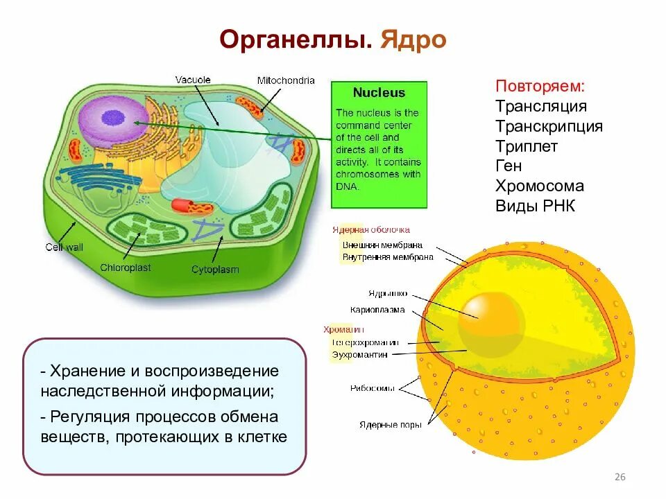 Внутренняя среда клеток органоид