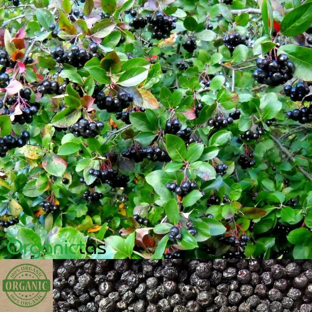 Арония Aronia ОКС - цена в LETTO