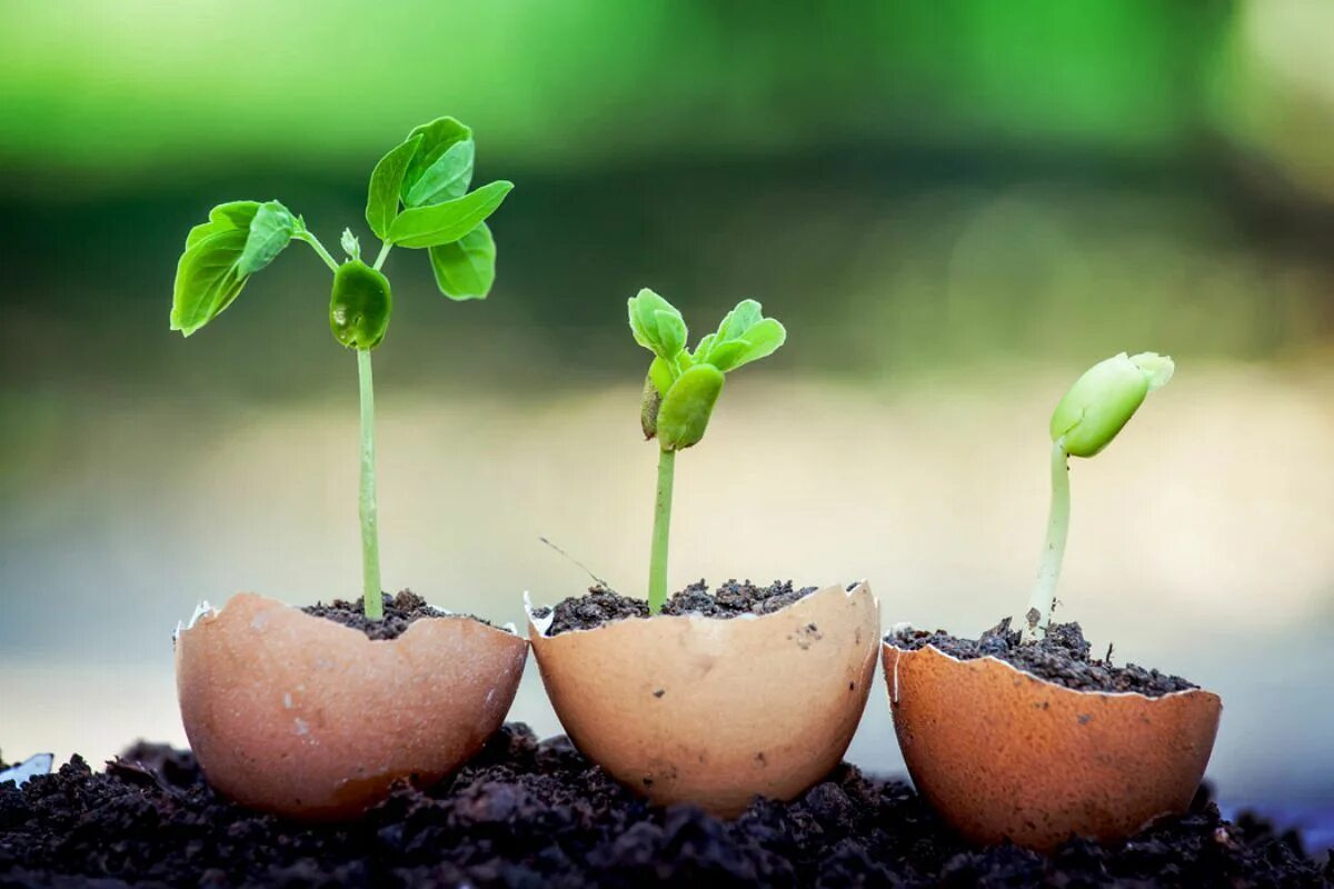 Begin to grow