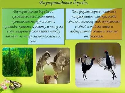 Укажите пример внутривидовой борьбы