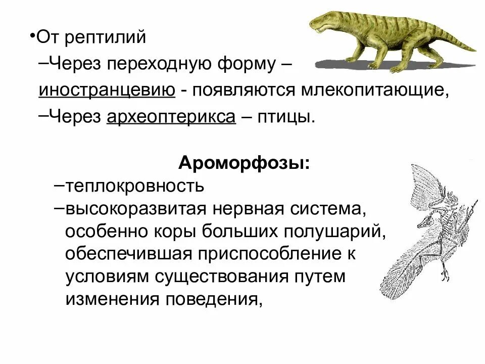 Ароморфозы рептилий. Переходные формы пресмыкающихся. Ароморфозы пресмыкающихся. Ароморфозы млекопитающих.