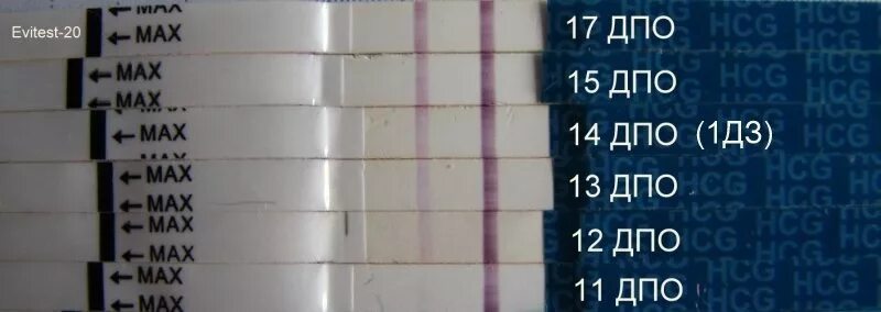 3 дпо отзывы. 10 дпо эвитест динамика. тест эвитест по дпо. 11 дпо тест. эвитест на беременность дпо.