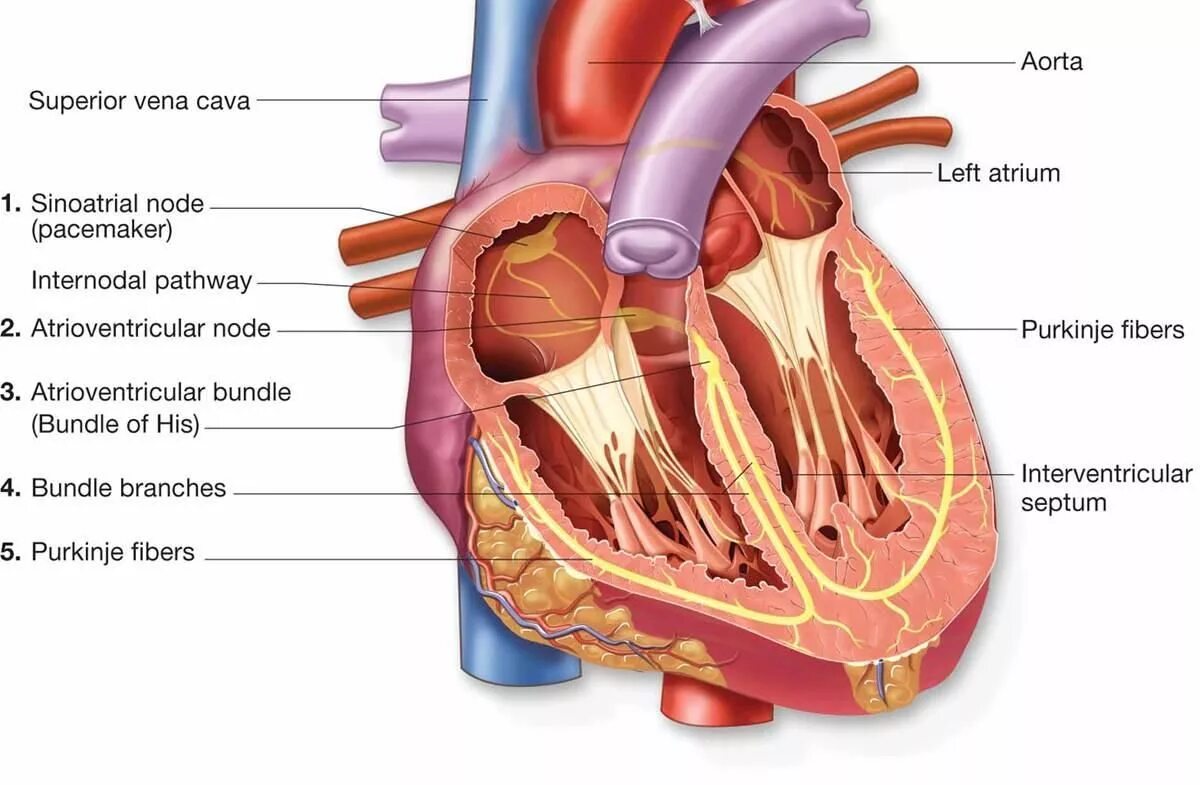 Heart order. Conductive System of the Heart. Строение сердца человека. The conducting System of the Heart. Физиология сердца человека анатомия.