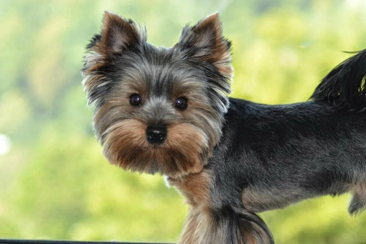 Йоркширский терьер гипоаллергенная собака. Йоркширский терьер характер. Йоркширский терьер особенности породы. Йоркширский терьер стандарт. Йоркширский терьер особенности породы.