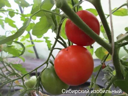 Теплица сибирской селекции