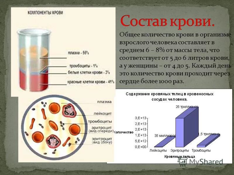 Сколько литров крови в организме взрослого. Компоненты крови.