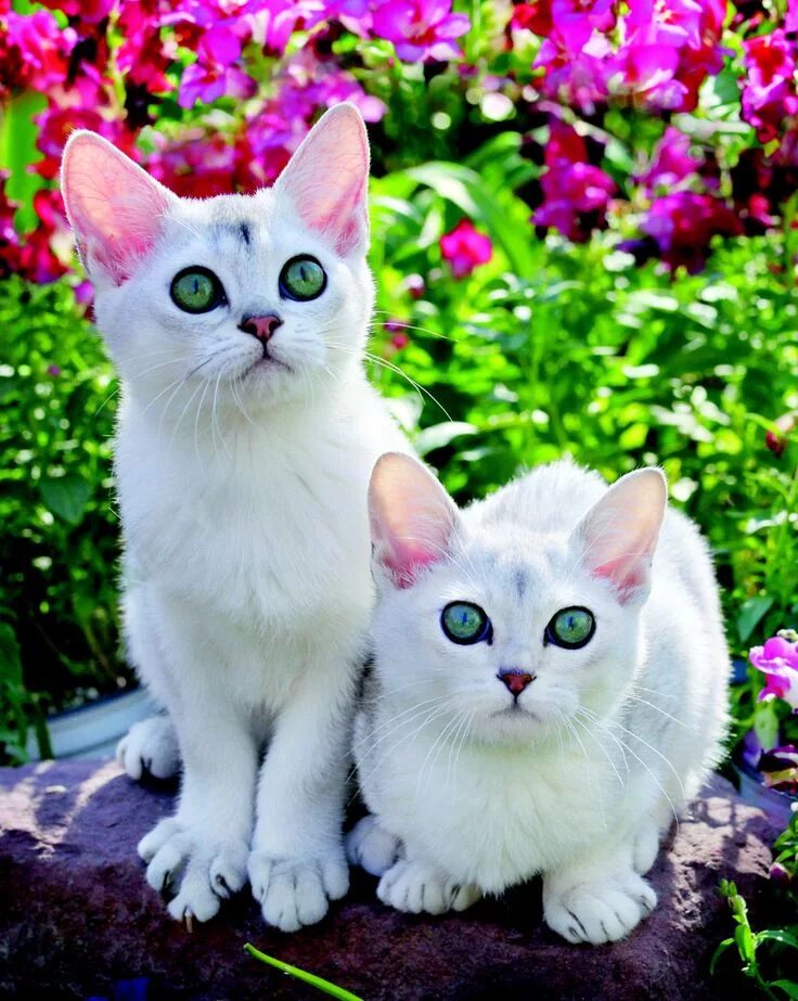 Красивые коты и кошки