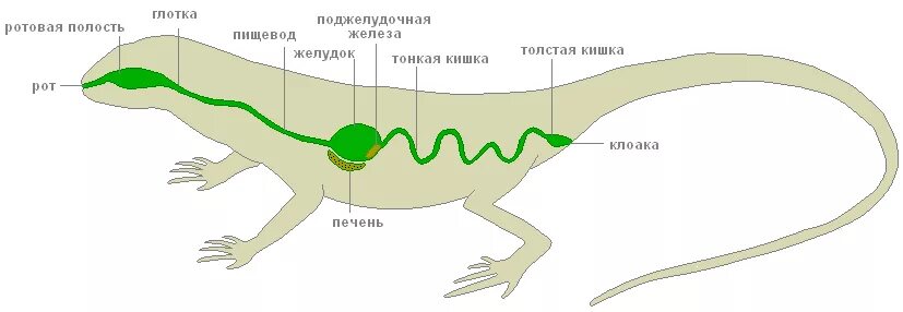 Земноводные отделы пищеварительной системы. Пищеварительная система пресмыкающихся 7 класс биология. Органы пищеварительной системы рептилий. Пищеварительная система прыткой ящерицы. Слепая кишка у пресмыкающихся.