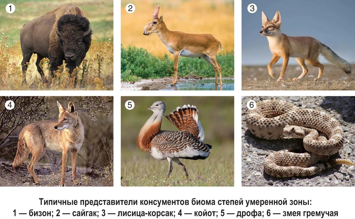 Животный мир степной зоны россии. Животные природных зон. Животные степи россии. Животные степи. Арктическая пустыня природная зона животные.