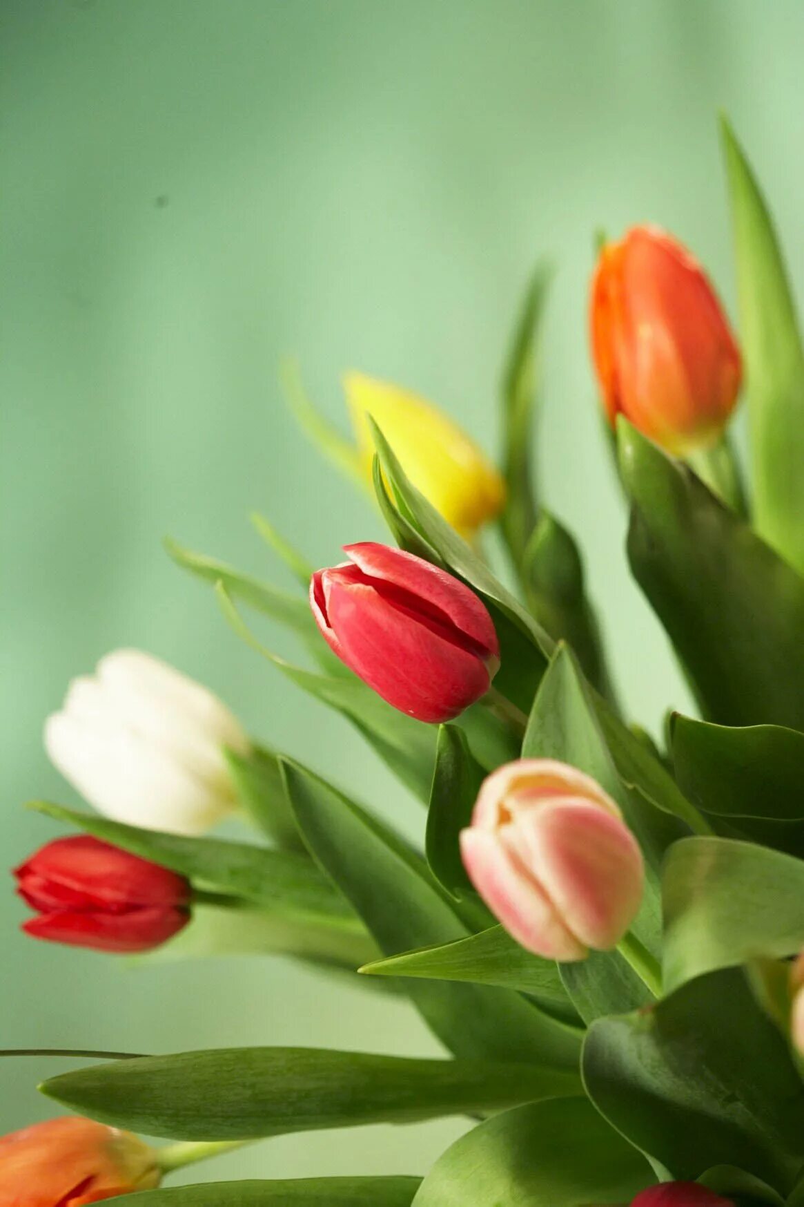 Тюльпаны вертикальные картинки. Цветы тюльпаны. Красивые тюльпаны. Тюльпаны цветные. Весенние цветы тюльпаны.