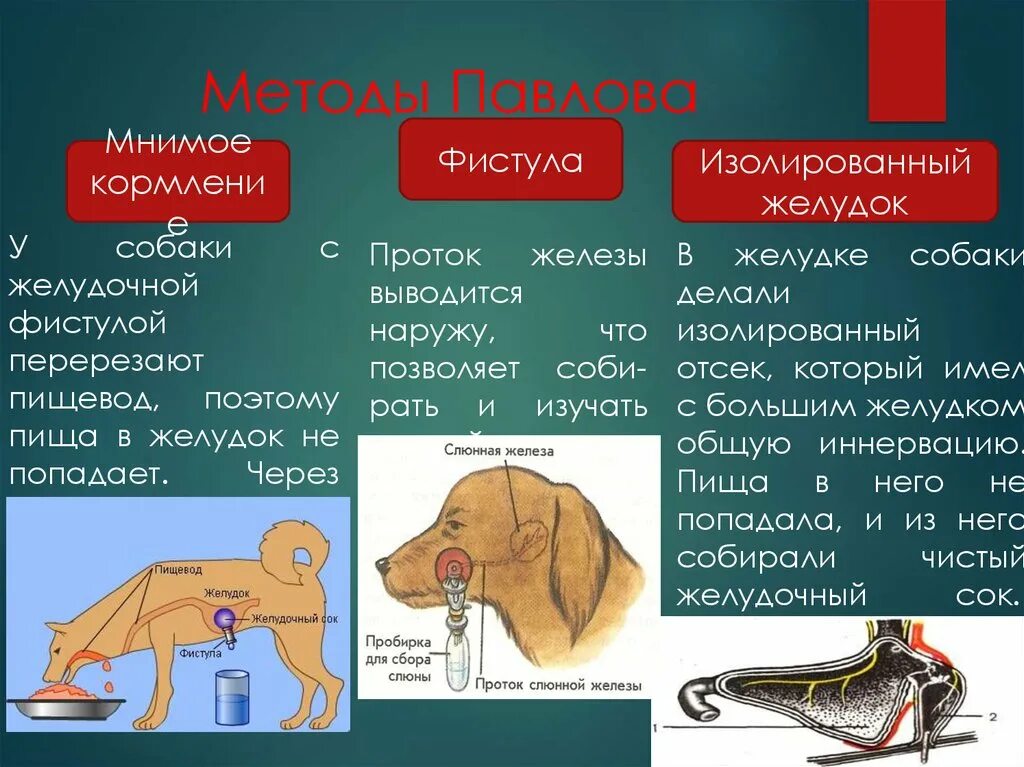 Как называется метод павлова позволивший установить. Метод фистулы Павлова. Методы Павлова с фистулой. Методы исследования Павлова. Опыты Павлова по изучению пищеварения.