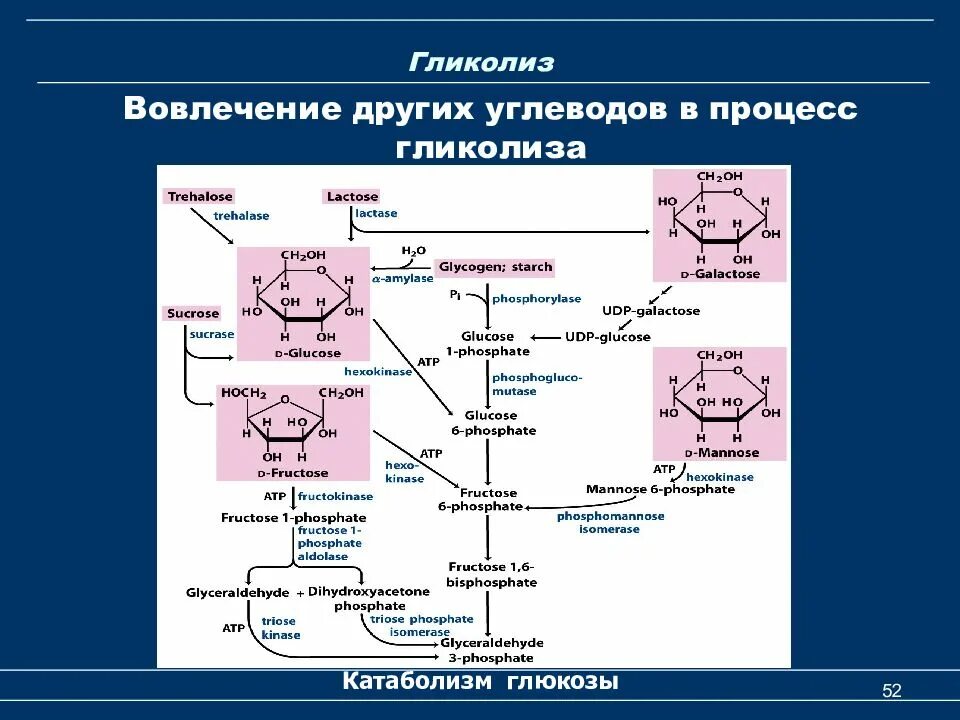 Схема гликолиза биохимия. Процесс гликолиза биохимия. Гликолитический путь катаболизма Глюкозы. Схема катаболизма углеводов биохимия.