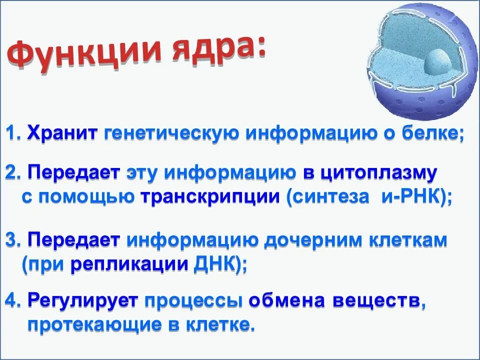 Ядро хранит наследственную информацию. Хранит генетическую информацию. Ядро хранит и передаёт наследственную информацию. Хранение наследственной информации. За хранение наследственной информации отвечают