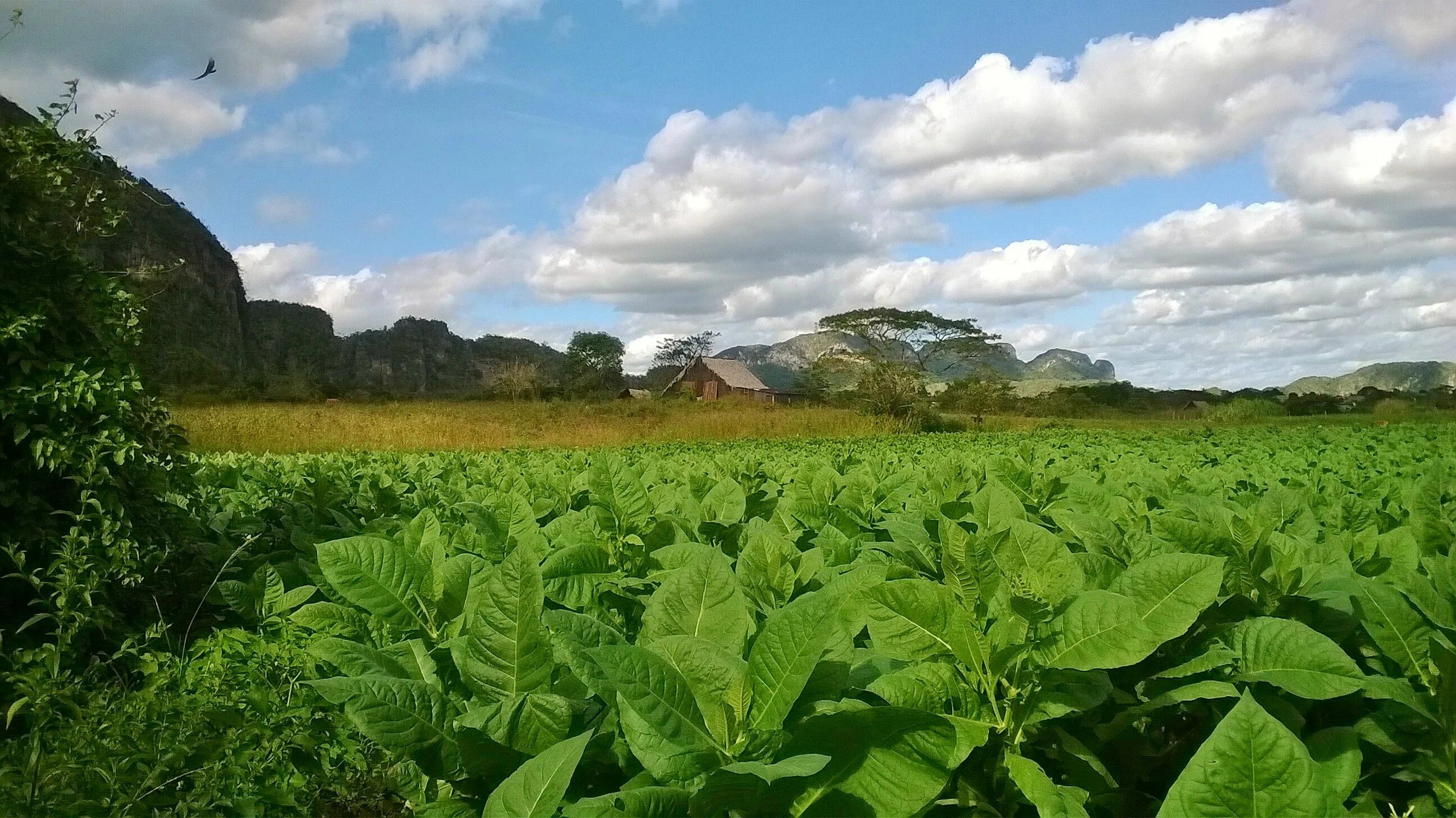 Растение nicotiana tabacum. Плантации табака в вирджинии. Америка табака. Плантации табака в латинской америке 19 век. Плантации табака в греции.