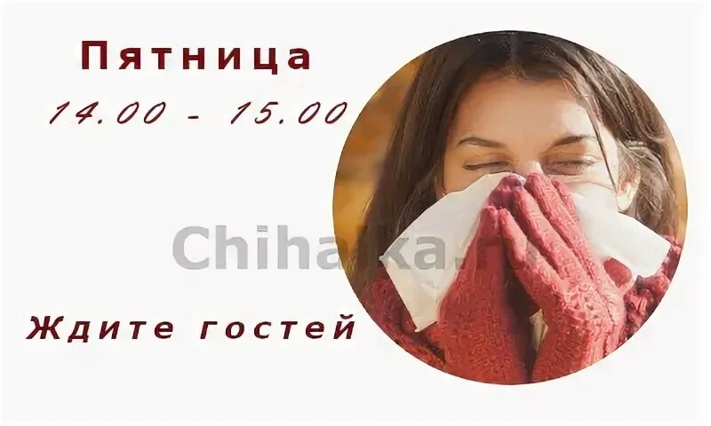 Чихалка среда
