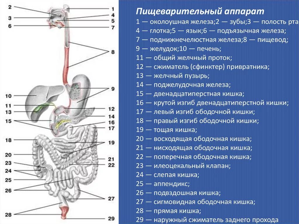 Желудок и полость рта. Пищеварение строение пищеварительной системы. Строение пищеварительной системы анатомия. Железы пищеварительной системы человека анатомия. Схему пищеварительного аппарата со всеми органами и отделами.