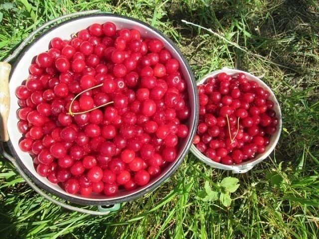 Подкормка вишни. Удобрение вишни. Подкормка черешни. Подкармливаем вишню. Поливая вишня.