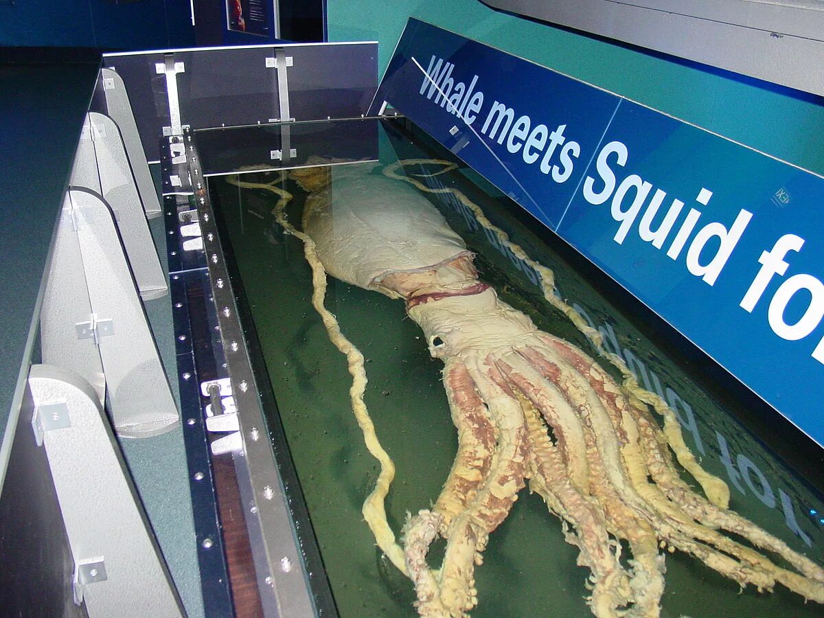 Как выглядит большой кальмар Photo of an Architeuthis specimen found in Ranheim, Norway, being measured by Pr