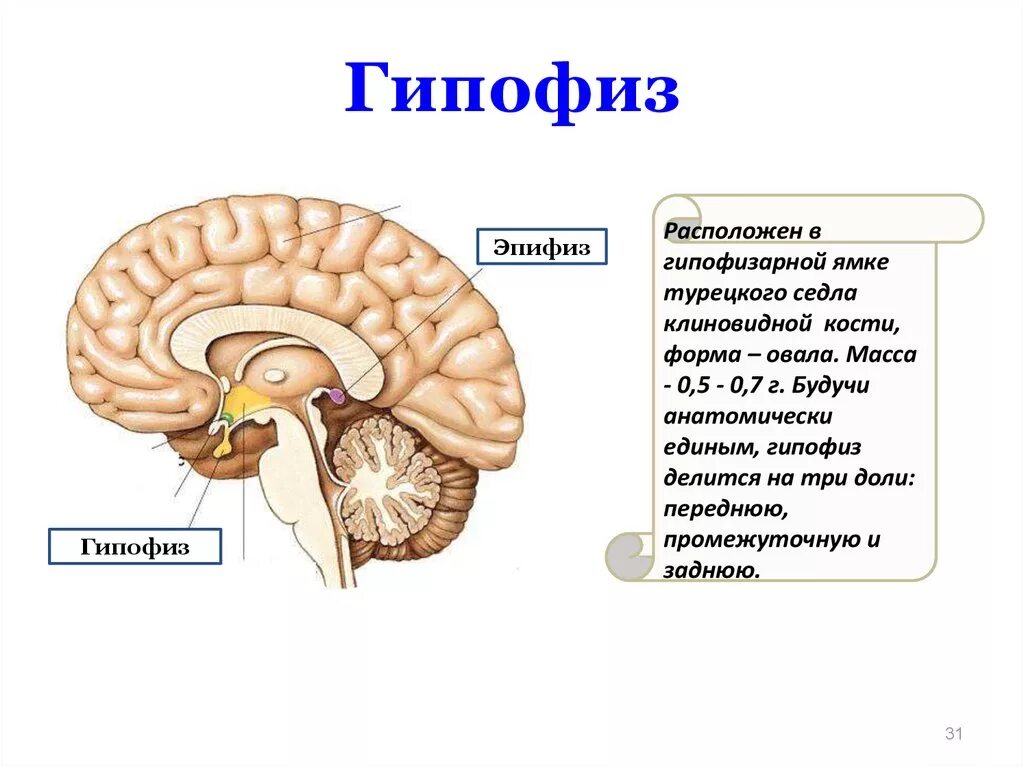 Гипофиз передний мозг. Промежуточный мозг гипофиз эпифиз. Гипоталамус гипофиз эпифиз строение. Гипофиз эпифиз таламус. Гипофиз эпифиз гипоталамус таламус функции.