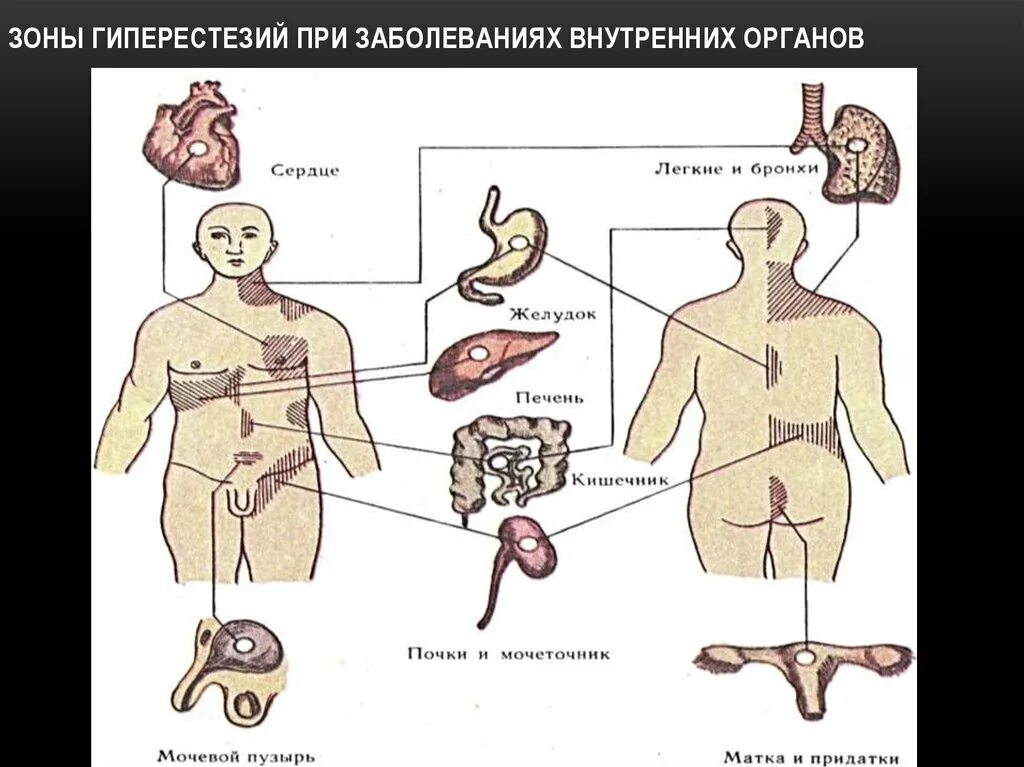 Симптомы поражения органов. Заболевания внутренних органов. Болезни внутренних органов человека. Тяжелые заболевания внутренних органов. Внутренние органы заболевания внутренних органов.