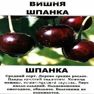 Вишня шпанка описание сорта опылители
