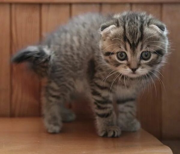 Как выглядят котята вислоухих кошек Обои шотландская вислоухая, кошка, котенок, серый, шерсть, милый, животное, пито