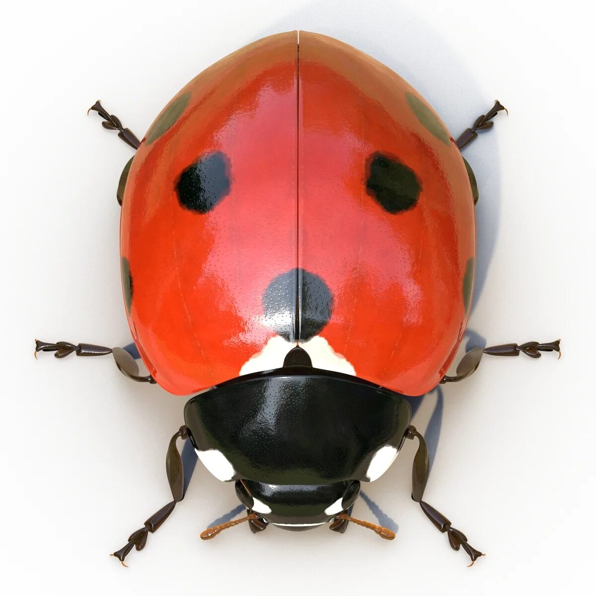 Lady bug 3d. Ladybug 3d model. lady bug 3d model. ladybird d. ladybug 3d thick.