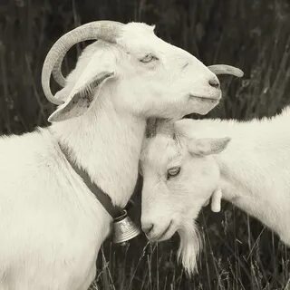 Real goat