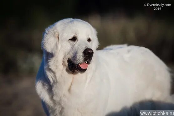 Polish Tatra Shepherd Dog Dogs, Dog breeds, Mixed breed dogs