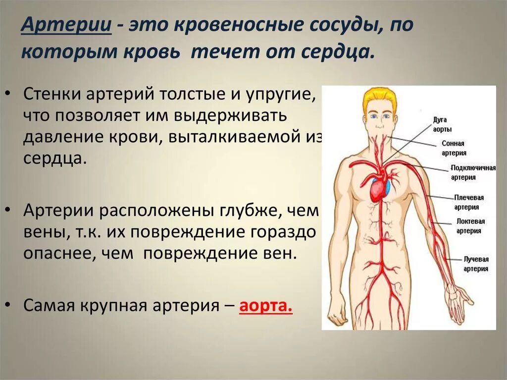 Артерии. Артерии человека. Артерии это сосуды по которым. Артерии человека схема расположения. Направление крови в венах