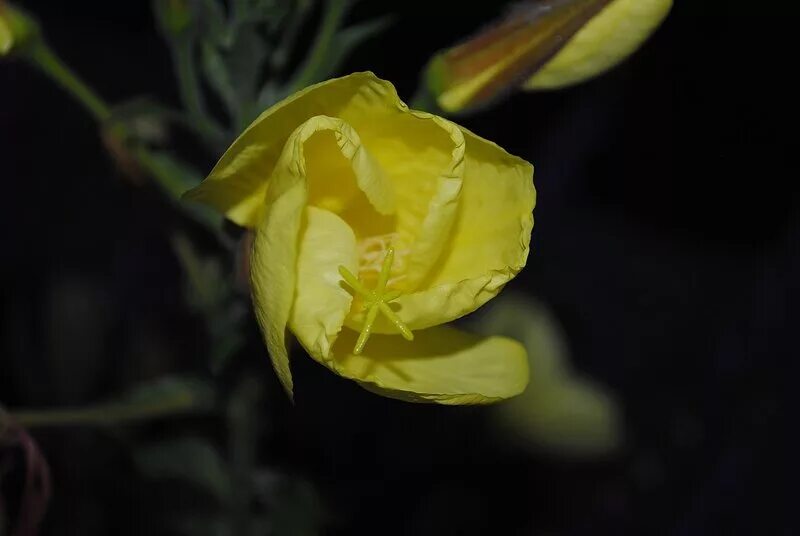 Ипомея белая луноцвет. Энотера. Цветы которые распускаются вечером. Цветы которые распускаются ночью. Энотера лунник.