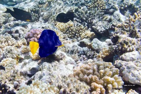 Какие рыбы в красном море
