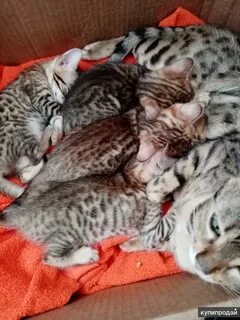 Бенгальская котенок 1 месяц