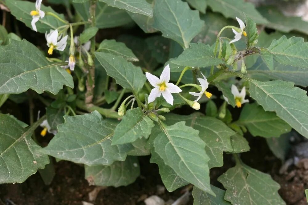 Паслен тип. Паслен каролинский (solanum carolinense). solanum ptychanthum. паслен колючий (solanum rostratum dun.). паслен карантинный сорняк.